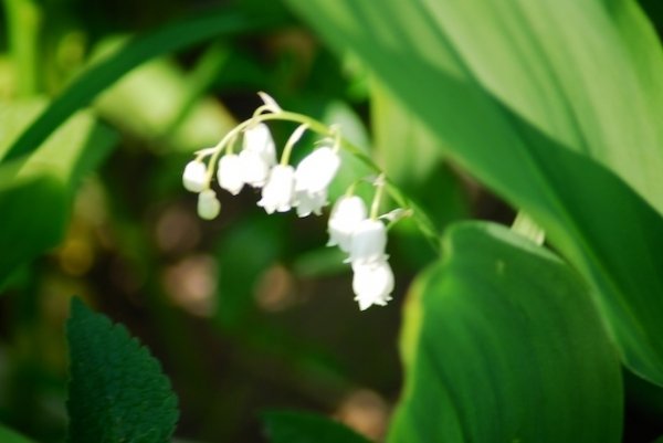 Першотравневий Луцьк. ФОТО