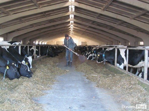 Де на Волині виробляють молоко для європейців. ФОТО