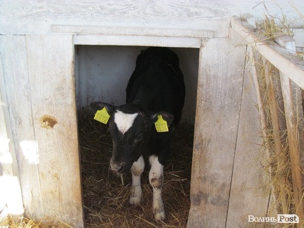 Де на Волині виробляють молоко для європейців. ФОТО
