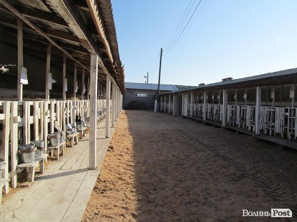 Де на Волині виробляють молоко для європейців. ФОТО