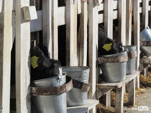 Де на Волині виробляють молоко для європейців. ФОТО