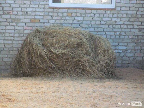 Де на Волині виробляють молоко для європейців. ФОТО