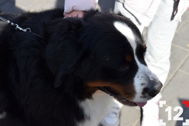 У Луцьку влаштували перший в Європі парад-фестиваль бернських зенненхундів. ФОТО