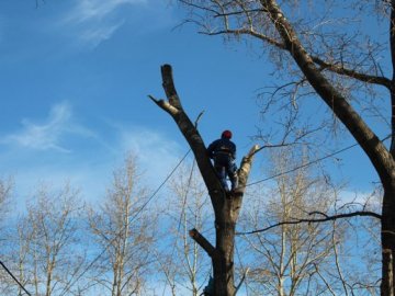Кронування по-луцьки: поліція шукатиме, хто понищив каштани на одній з вулиць 