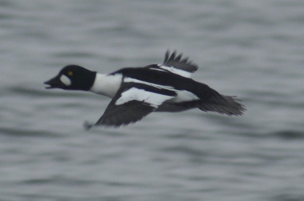 Волинський депутат «полював» на рідкісних птахів
