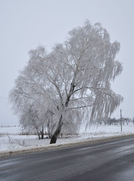 Волинський депутат «полював» на рідкісних птахів