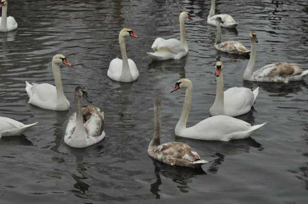 Волинський депутат «полював» на рідкісних птахів