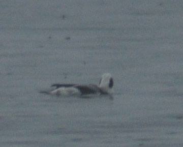 Волинський депутат «полював» на рідкісних птахів