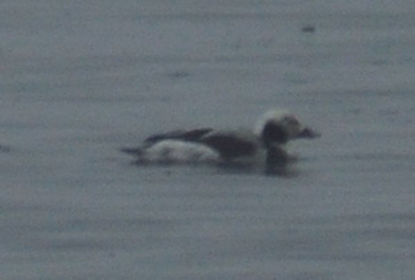 Волинський депутат «полював» на рідкісних птахів