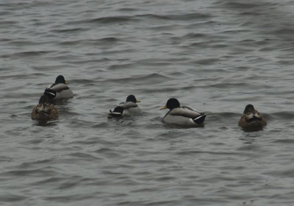 Волинський депутат «полював» на рідкісних птахів