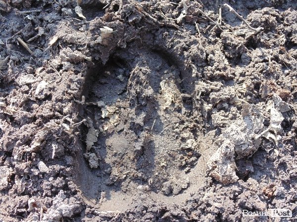 В лісі на Волині знайшли рештки зубра. ФОТО