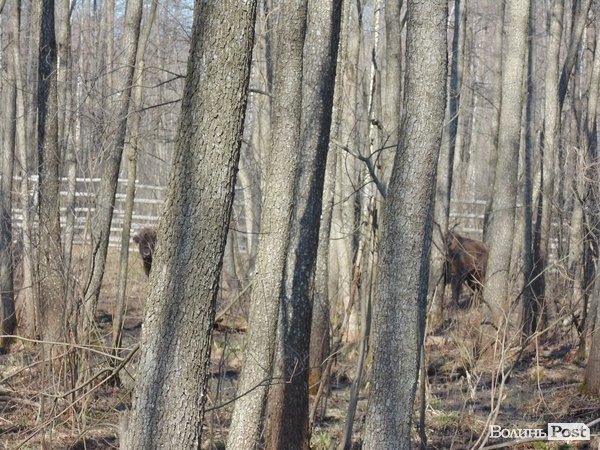 Зубри ховаються від людей
