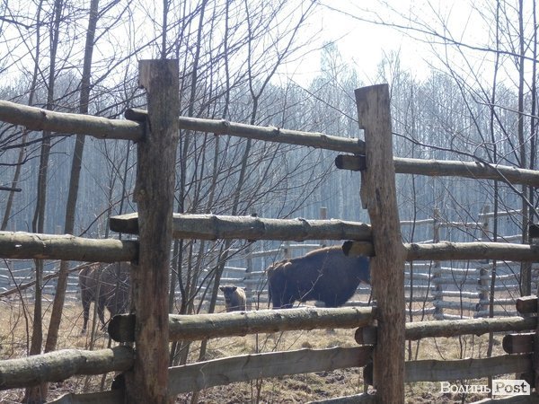 Троє зубрів у дикій природі