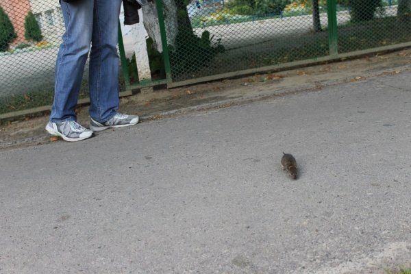 Поблизу луцької школи бігають миші. ВІДЕО