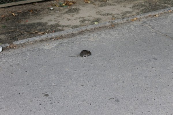 Поблизу луцької школи бігають миші. ВІДЕО