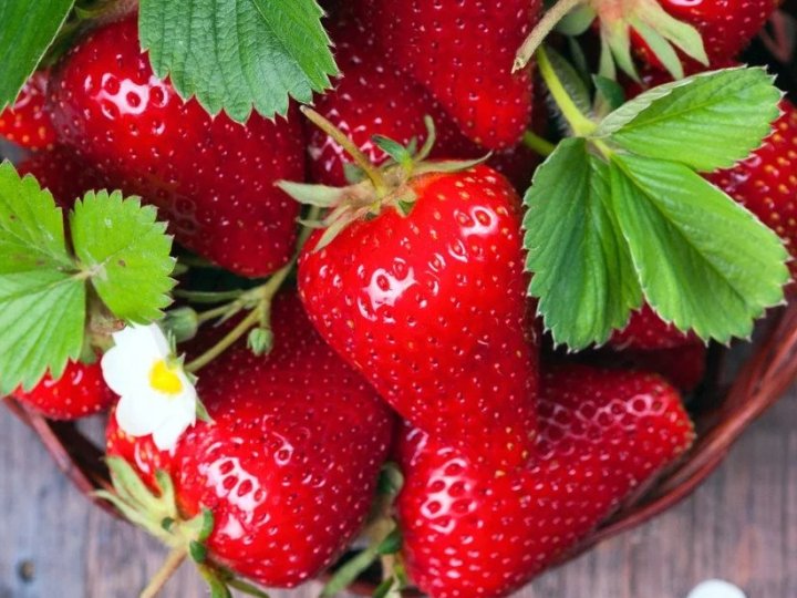 Імпортна полуниця обвалила старт сезону для українських виробників