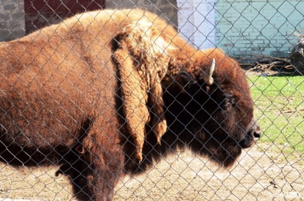 Фотопогляд: звірі луцького зоопарку