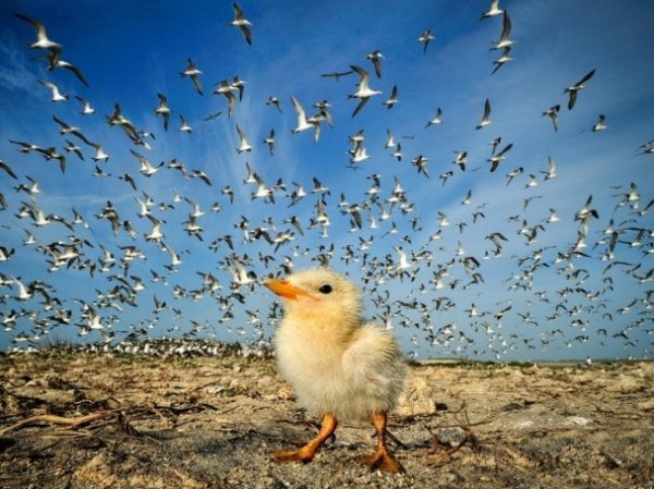 Найкращі фото місяця від National Geographic