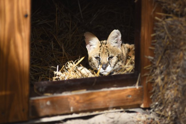 Як живуть у Луцькому зоопарку новоприбулі екзотичні мешканці. ФОТО