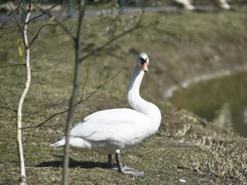 Пернаті мешканці луцького зоопарку. ФОТО 