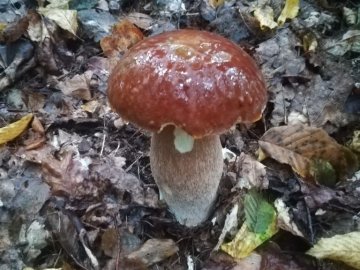 Волинські грибники у соцмережах хизуються чималим «уловом». ФОТО