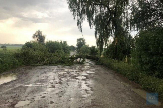 На Волині водії самотужки прибрали з дороги дерево, яке повалив буревій. ВІДЕО