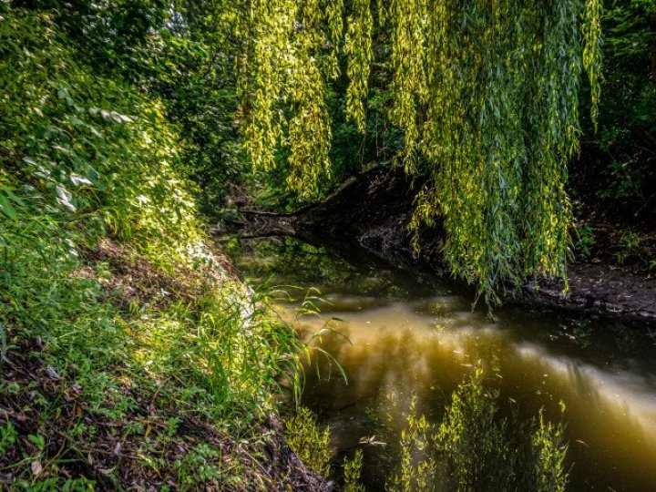 На березі Сапалаївки зрізали дерева, щоб вони не пошкодили майно