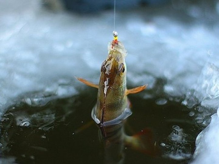 Зміни з 1 листопада: вилов риби на зимувальних ямах Волині буде заборонено