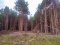 На Волині незаконно зрубали дерев на майже 2 мільйони гривень 