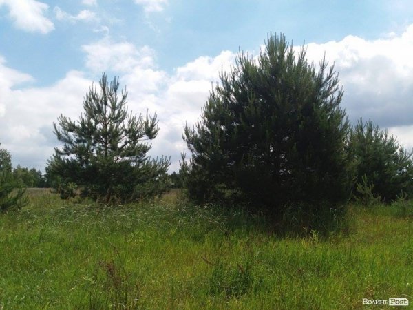 На Волині суничний бум – замість чорниці люди збирають «ягоду сонця». ФОТО