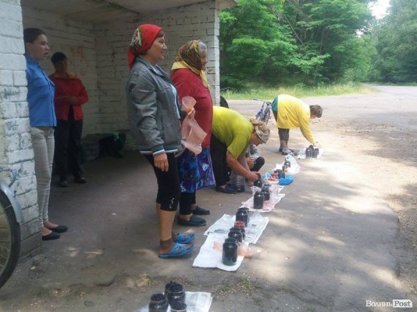На Волині суничний бум – замість чорниці люди збирають «ягоду сонця». ФОТО