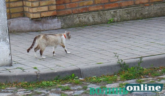 Коти на луцьких вулицях. ФОТО