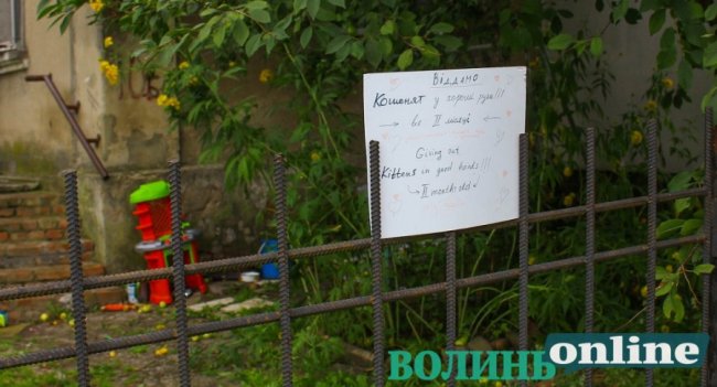 Коти на луцьких вулицях. ФОТО