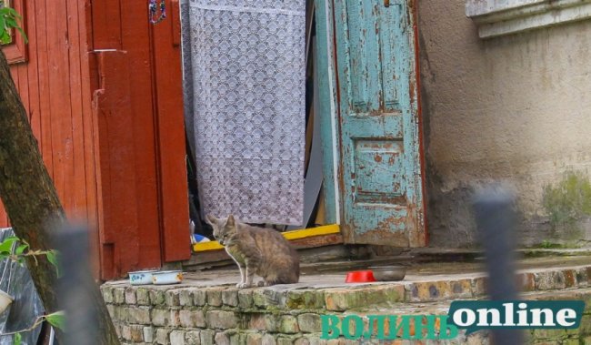 Коти на луцьких вулицях. ФОТО