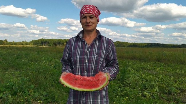 На Волині подружжя фермерів вирощує кавуни. ВІДЕО