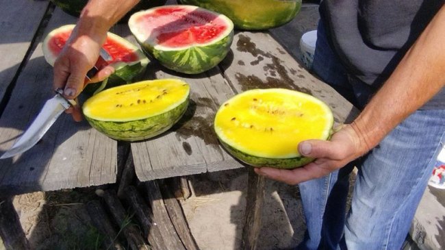 На Волині подружжя фермерів вирощує кавуни. ВІДЕО