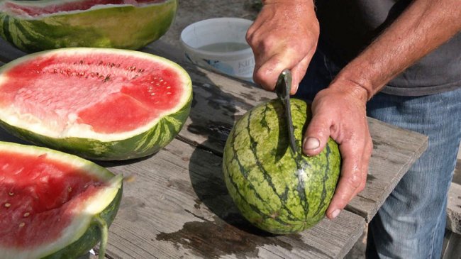 На Волині подружжя фермерів вирощує кавуни. ВІДЕО