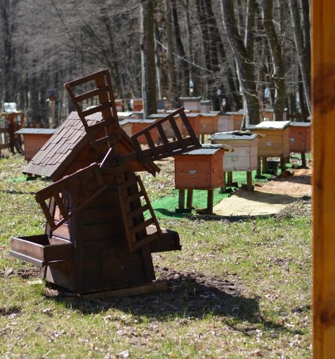 У лісах Волині – майже 2 тисячі вуликів. ФОТО