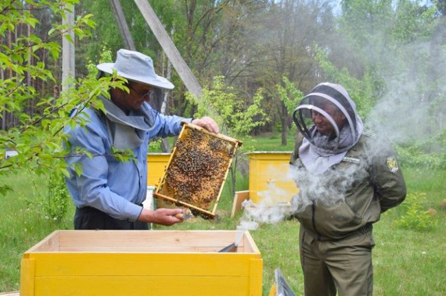 У лісах Волині – майже 2 тисячі вуликів. ФОТО