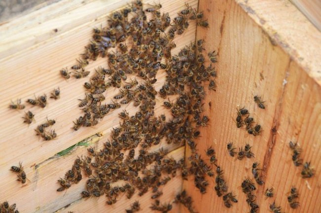 У лісах Волині – майже 2 тисячі вуликів. ФОТО