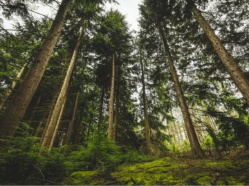 У Держекоінспекції повідомили, які волинські лісгоспи перевірять