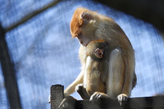 Весна у луцькому зоопарку: пухнасті мешканці охоче позували на камеру