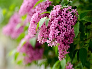 10 травня – яке сьогодні свято та що не можна робити в цей день