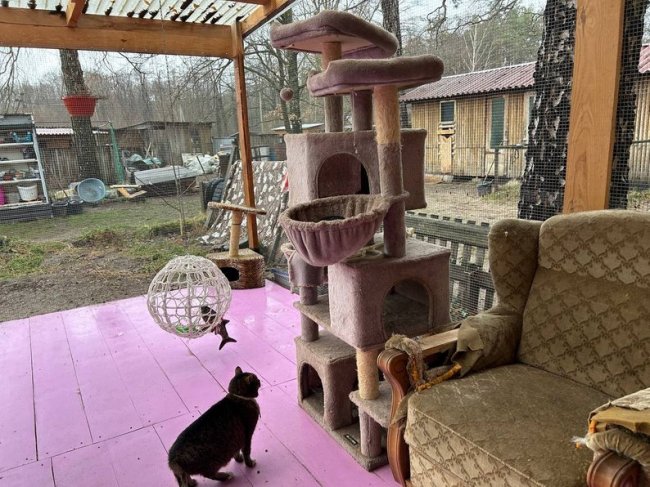 «Таємний Санта для безпритульних тварин»: волинські активісти збирають корм для собак і котів