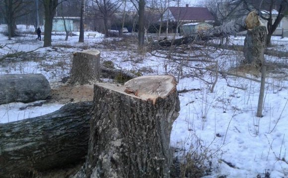 У Луцьку спиляли здорові дерева