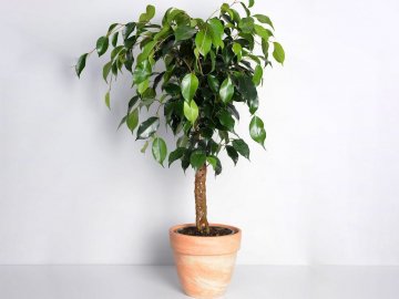 Ефективне добриво для фікусу*