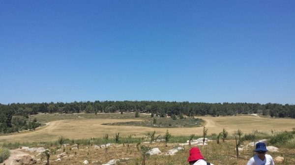 Фото з сторінки Роща Небесной Сотни / Sky Hundred Grove в Facebook