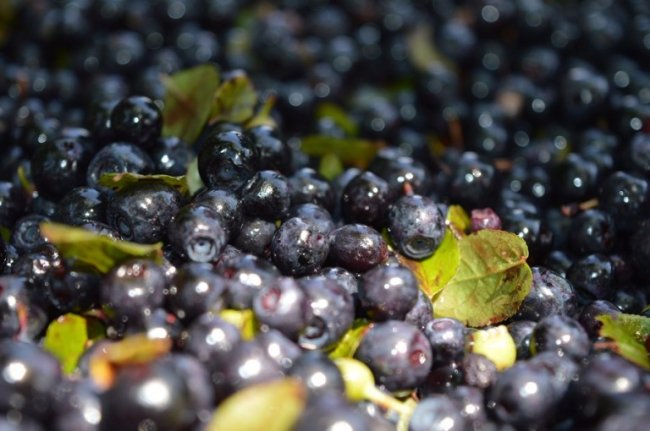 Рекордного збору чорниці на Волині не чекають