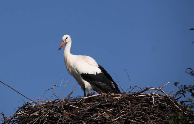 Молодий лелека позував волинському фотографу
