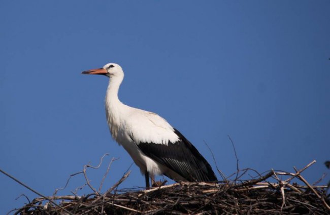 Молодий лелека позував волинському фотографу